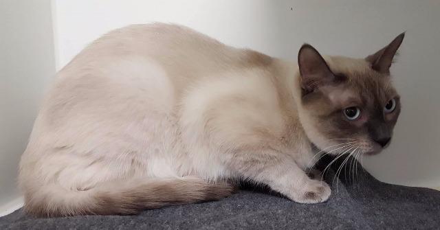 Enlarge Ceasar, a Adoptable mixed breed in Kodiak, AK image 2/4