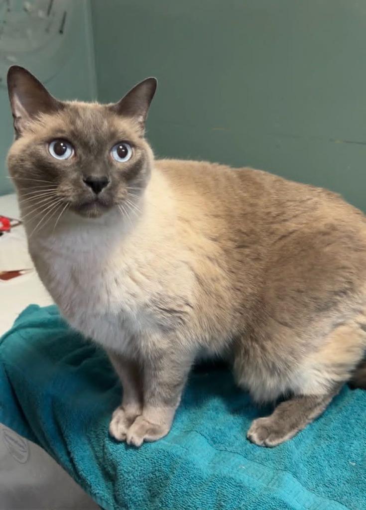 Enlarge Ceasar, a Adoptable mixed breed in Kodiak, AK image 4/4