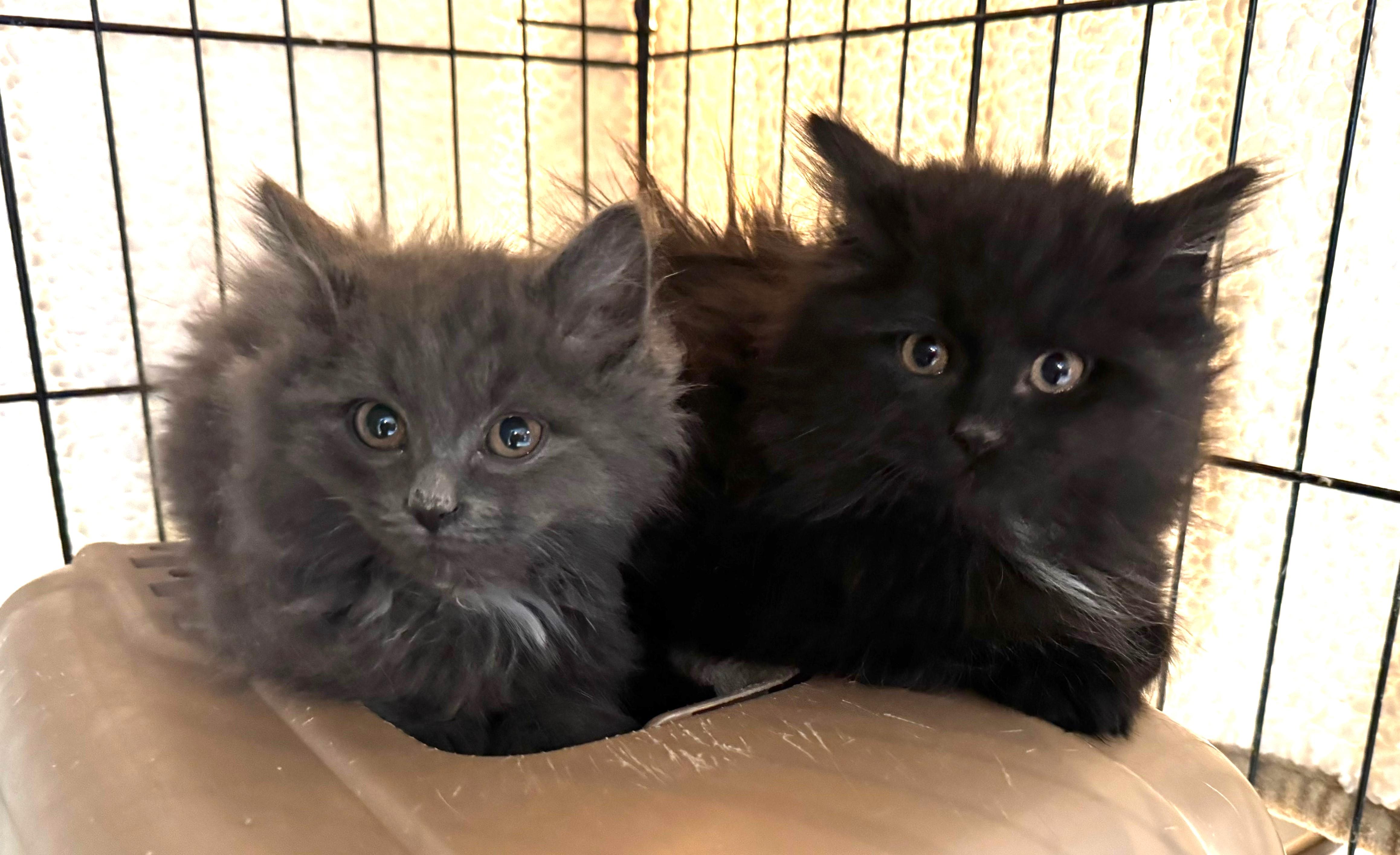 Enlarge BG, an adopted mixed breed in New York, NY image 4/4