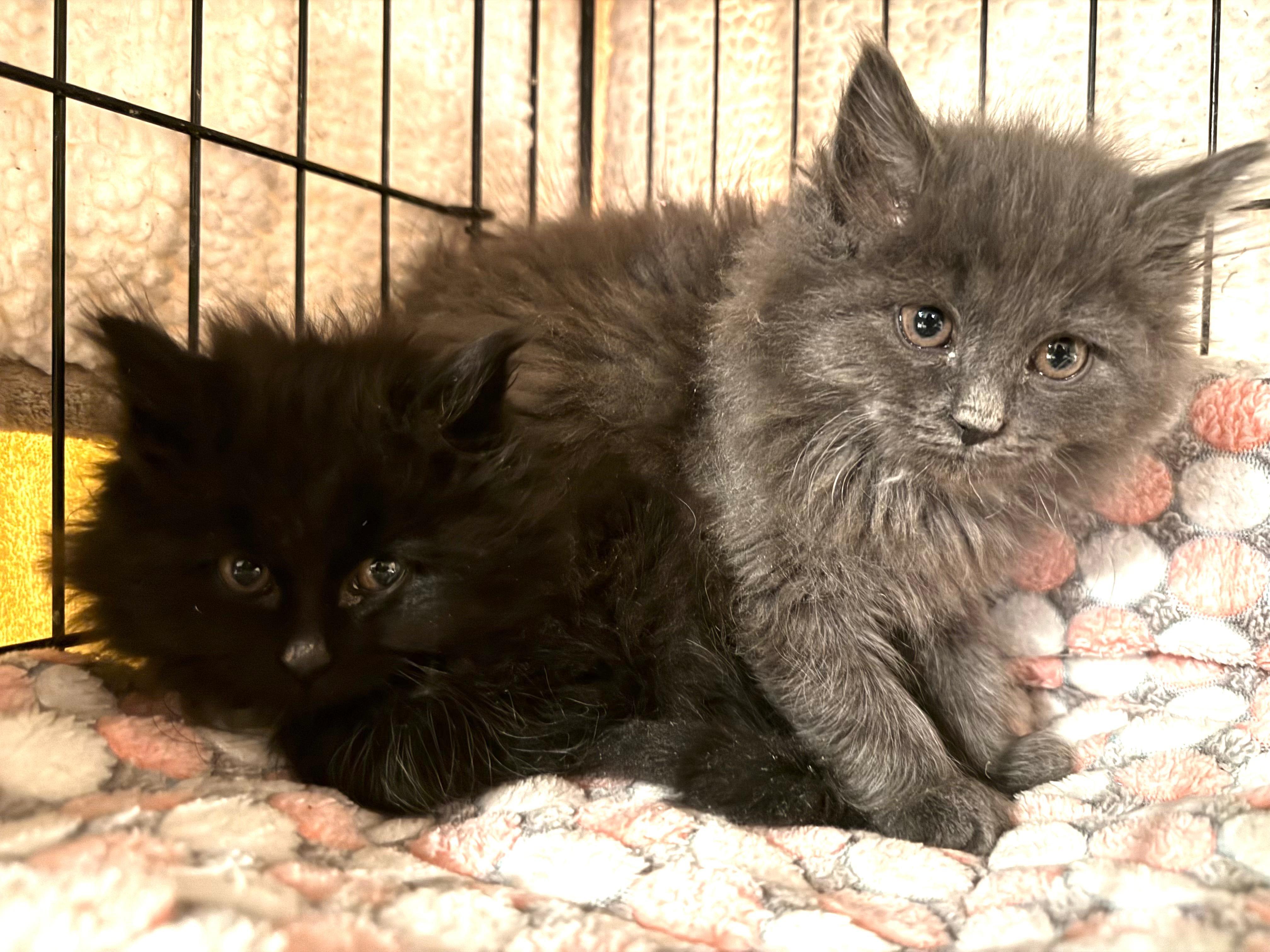 Enlarge BG, an adopted mixed breed in New York, NY image 3/4