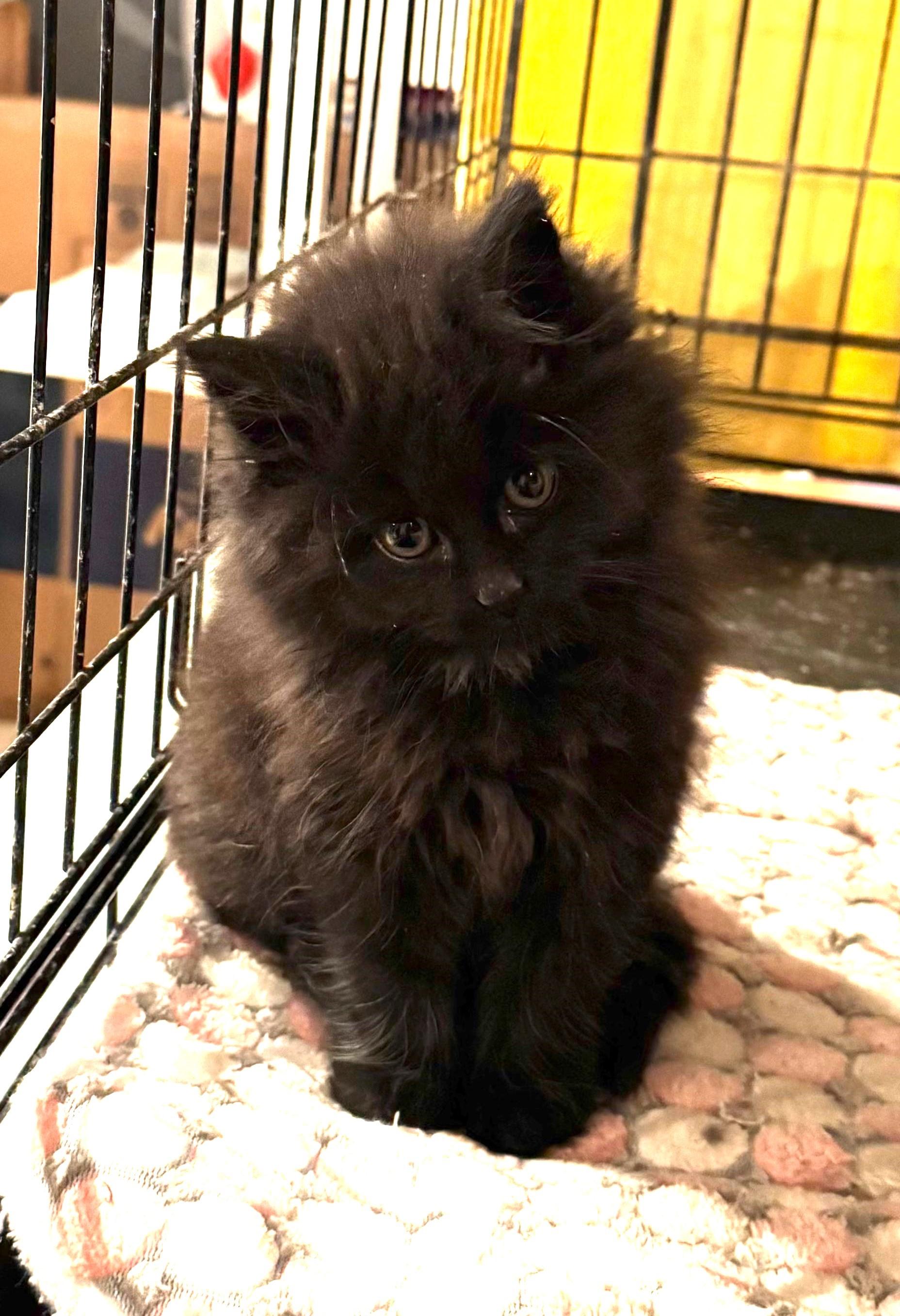 BG, adopted, Kitten Female Domestic Long Hair.