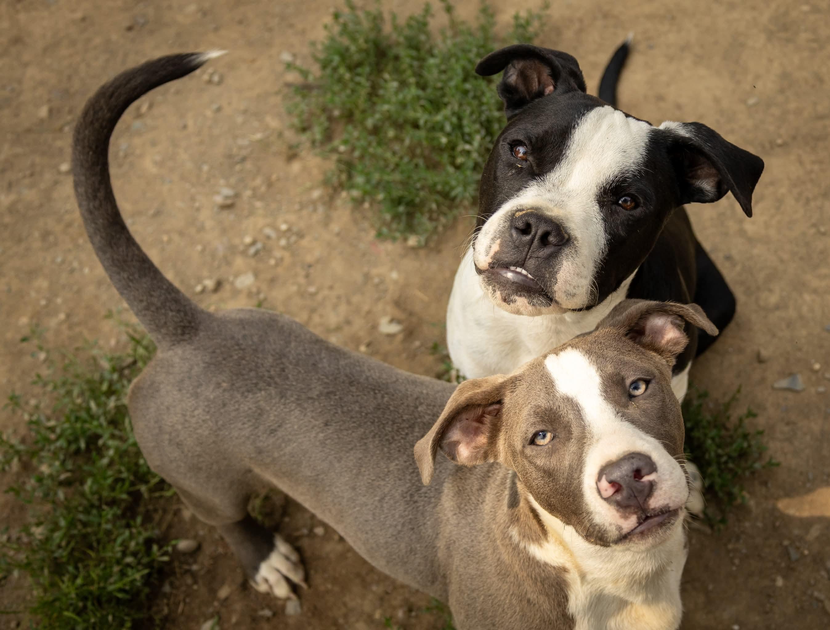 Enlarge Kilo, a Adoptable Mixed Breed in Argyle, NY image 3/6