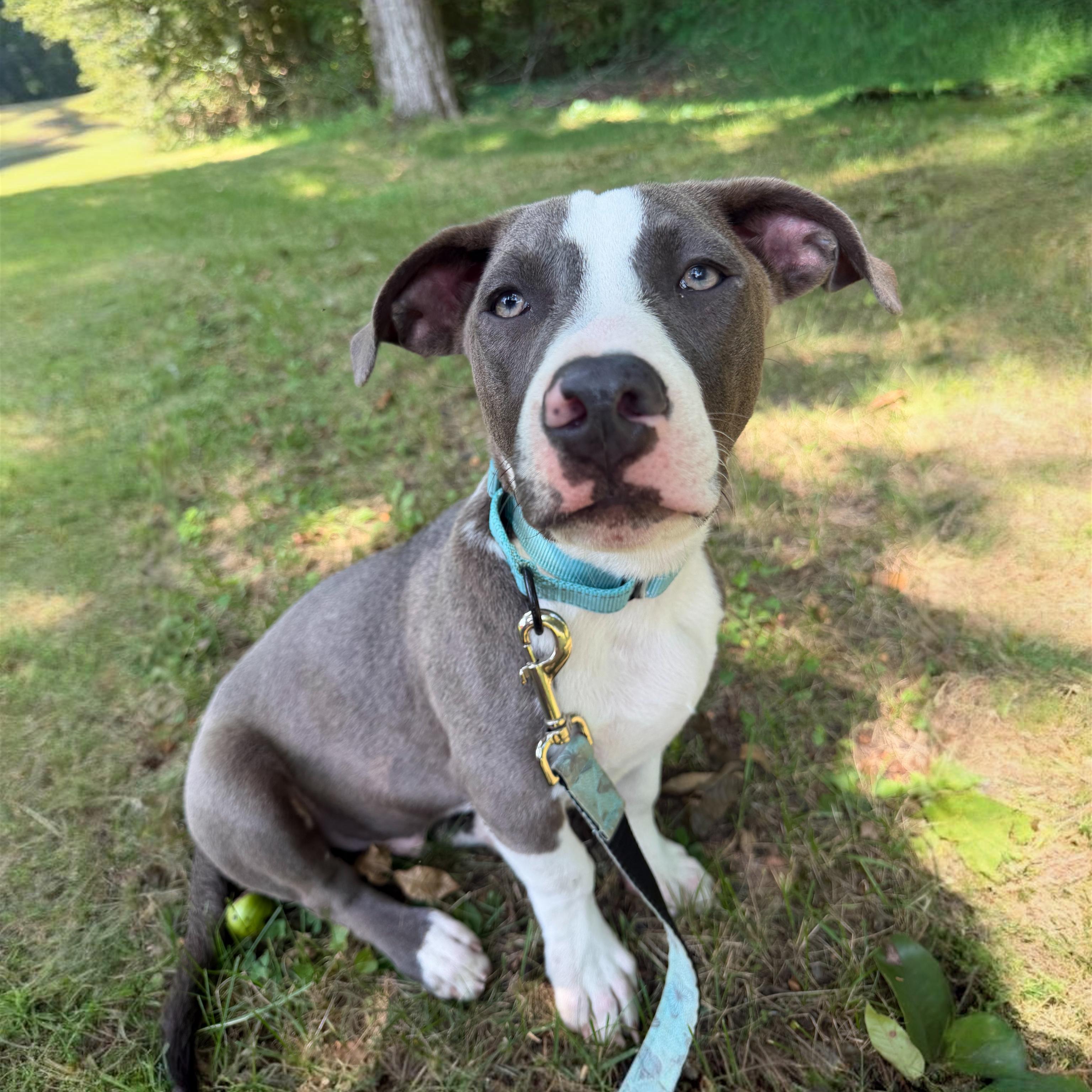 Kilo, Adoptable, Puppy Male Mixed Breed.
