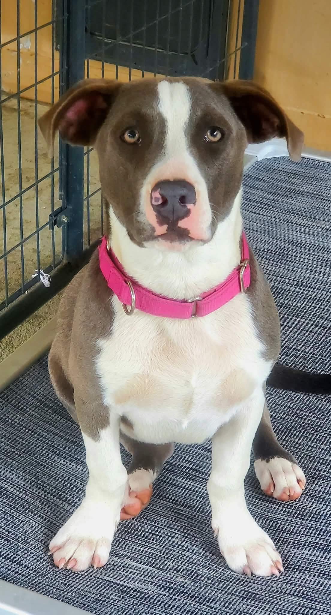 Enlarge Kilo, a Adoptable Mixed Breed in Argyle, NY image 5/6