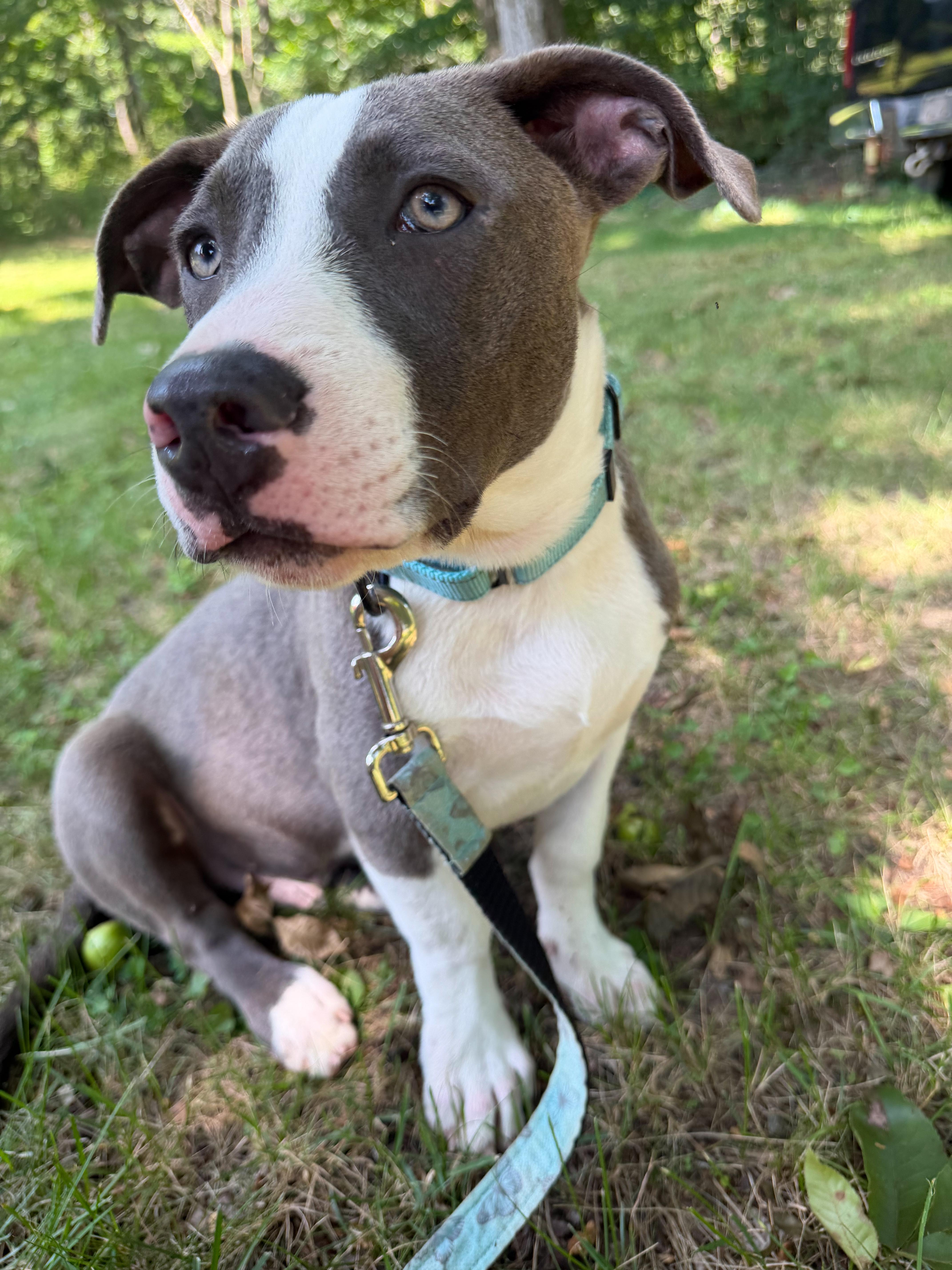 Enlarge Kilo, a Adoptable Mixed Breed in Argyle, NY image 4/6
