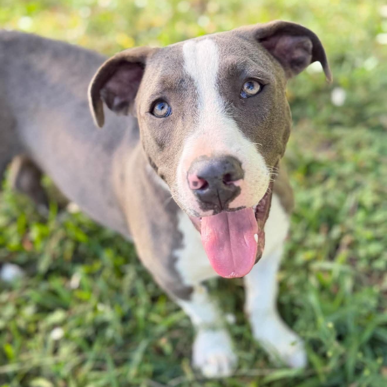 Enlarge Kilo, a Adoptable Mixed Breed in Argyle, NY image 2/6