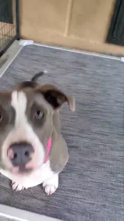 Enlarge Kilo, a Adoptable Mixed Breed in Argyle, NY video 6/6