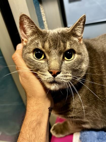 Enlarge Chip (BONDED), a Adoptable mixed breed in Wichita, KS image 1/3