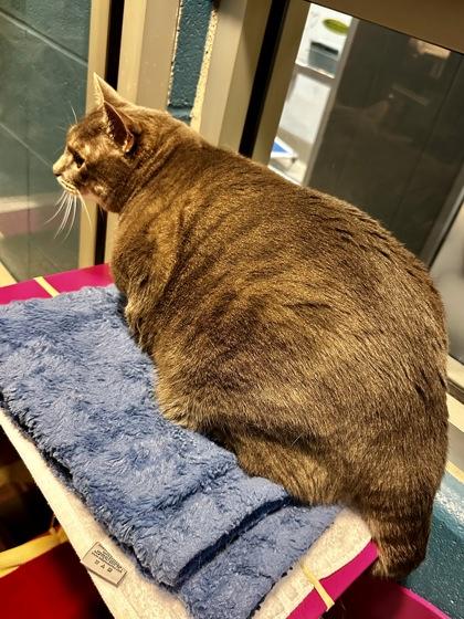 Enlarge Chip (BONDED), a Adoptable mixed breed in Wichita, KS image 2/3