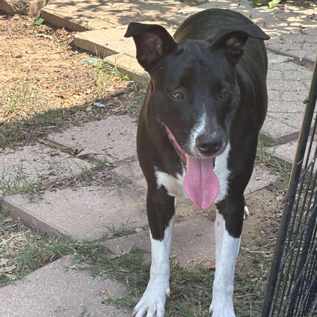 Daisy II, a Adoptable mixed breed in Wadena, MN image 1/6