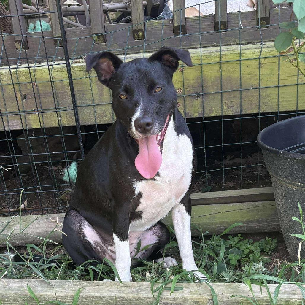 Daisy II, a Adoptable mixed breed in Wadena, MN image 2/6