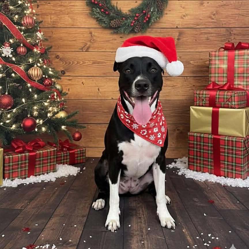 Daisy II, a Adoptable mixed breed in Wadena, MN image 3/6