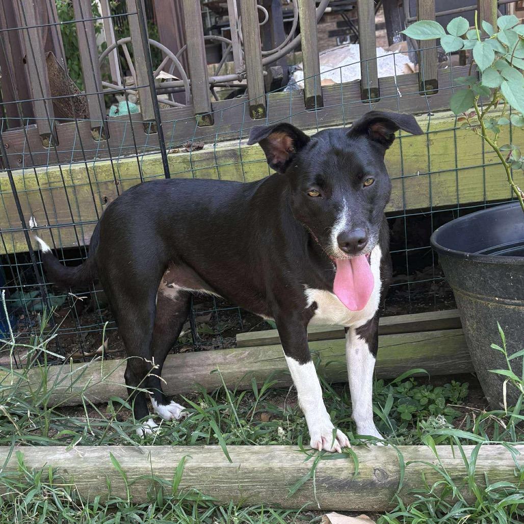 Daisy II, a Adoptable mixed breed in Wadena, MN image 5/6