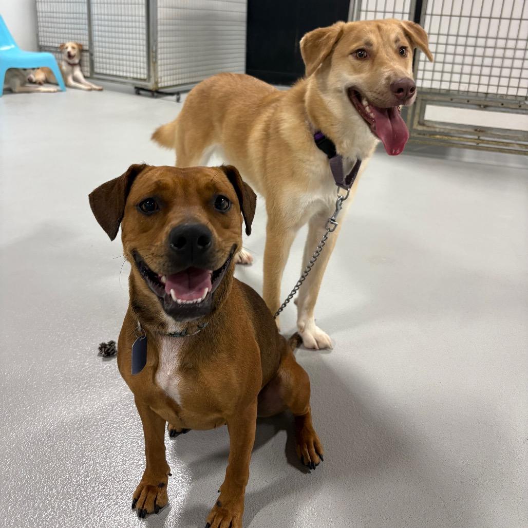 Ruby, a Adoptable Mixed Breed in Portland, OR image 1/2
