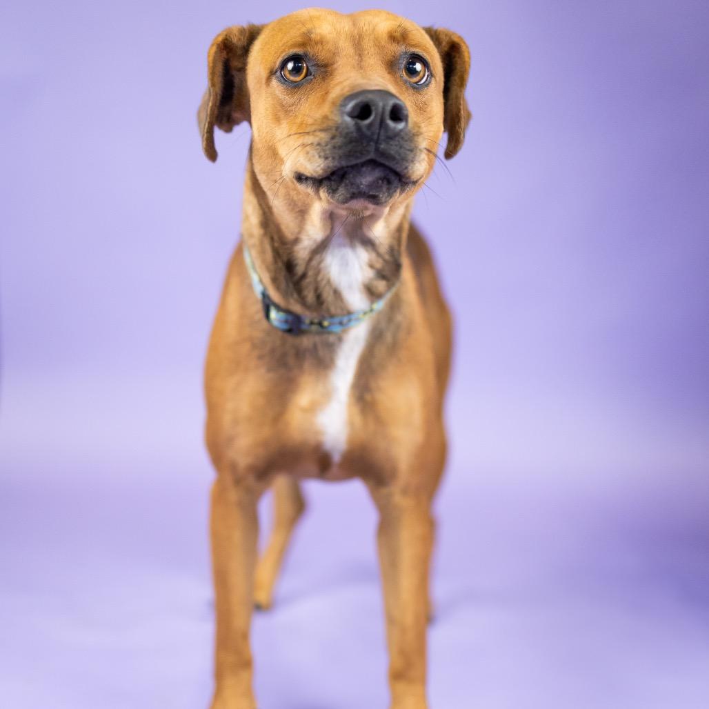 Ruby, a Adoptable Mixed Breed in Portland, OR image 2/2