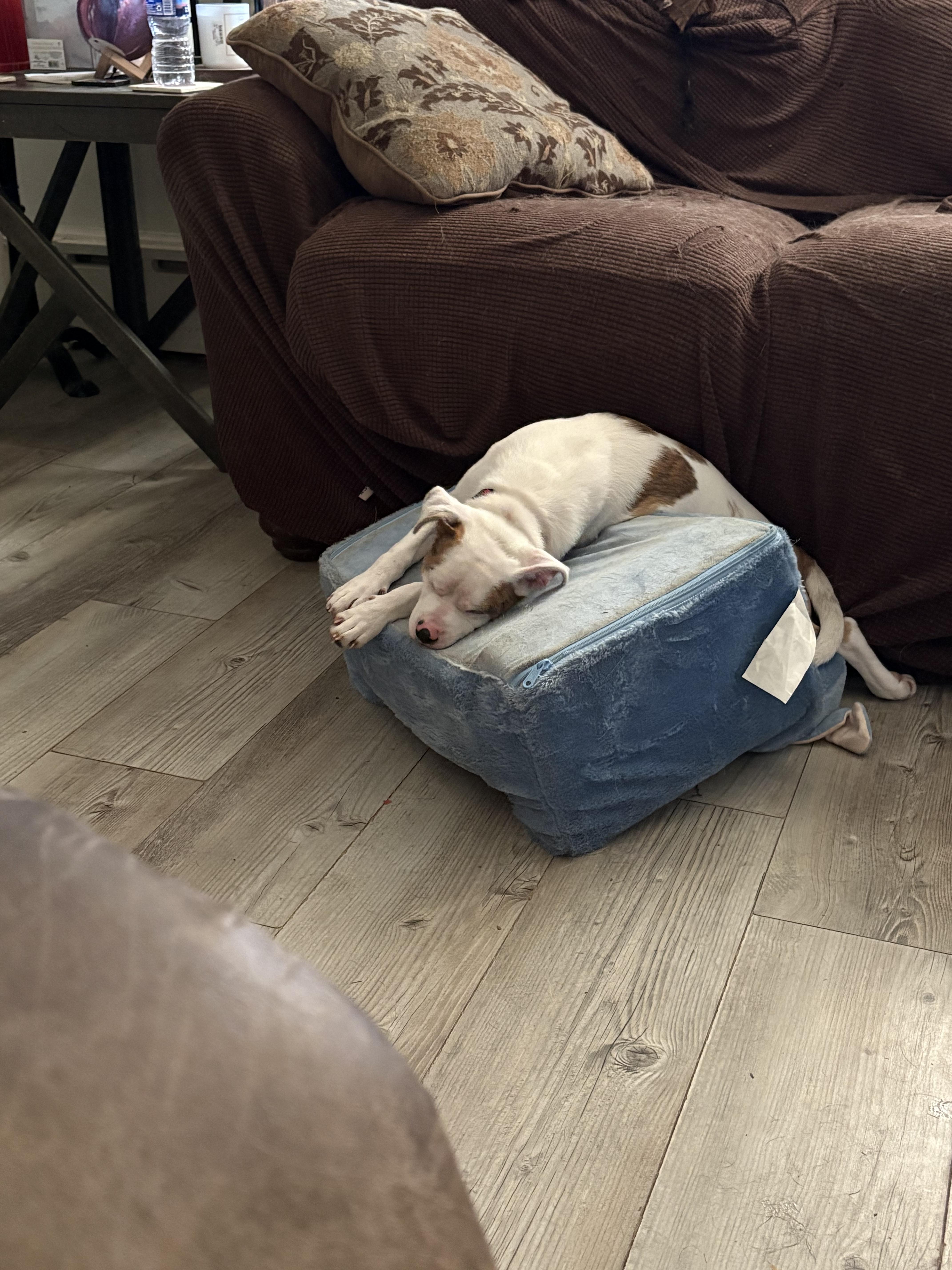 Enlarge Wynn (PA) blind & deaf, a ADOPTABLE mixed breed in Carlisle, PA image 2/3