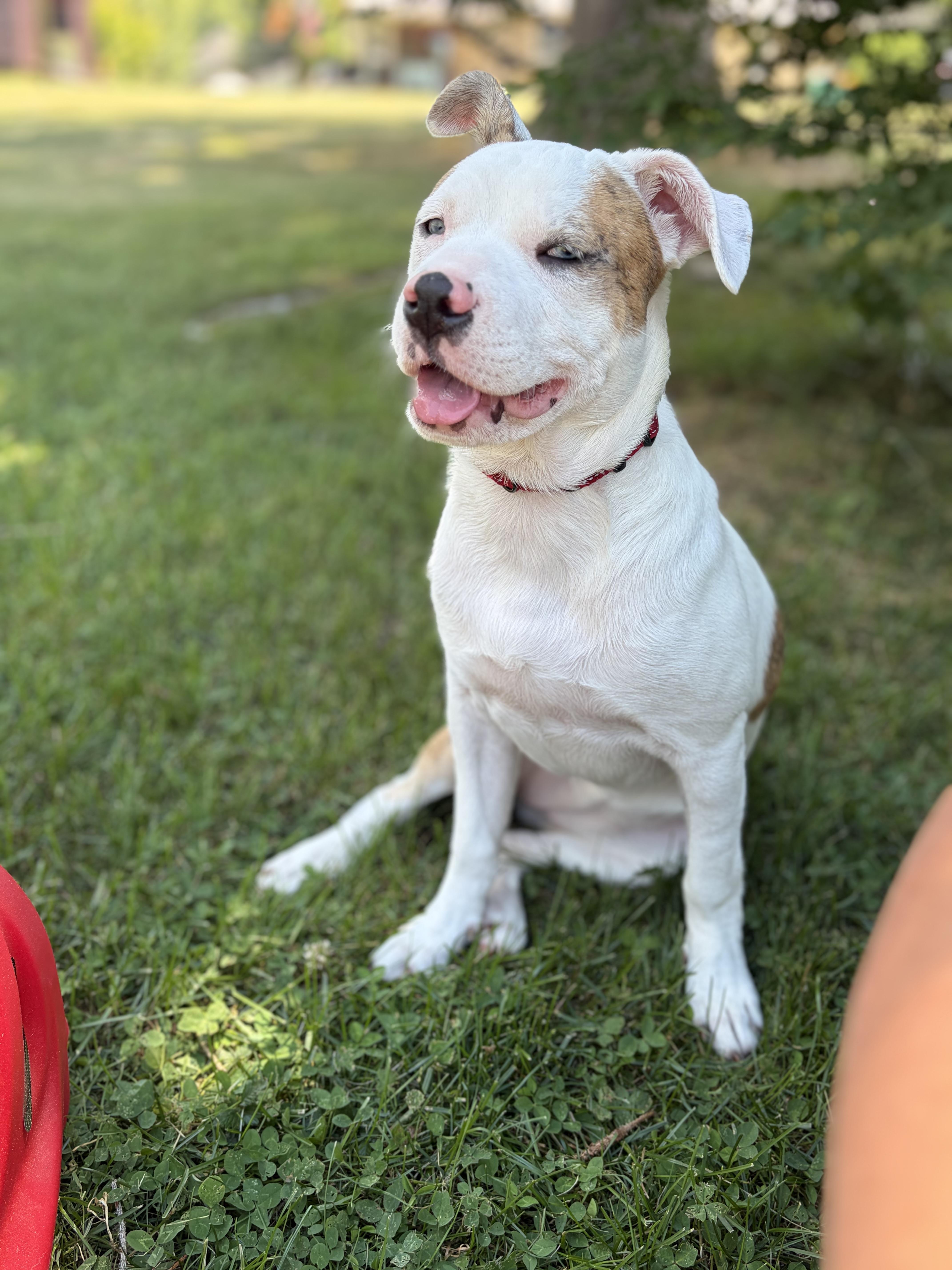 Enlarge Wynn (PA) blind & deaf, a ADOPTABLE mixed breed in Carlisle, PA image 3/3