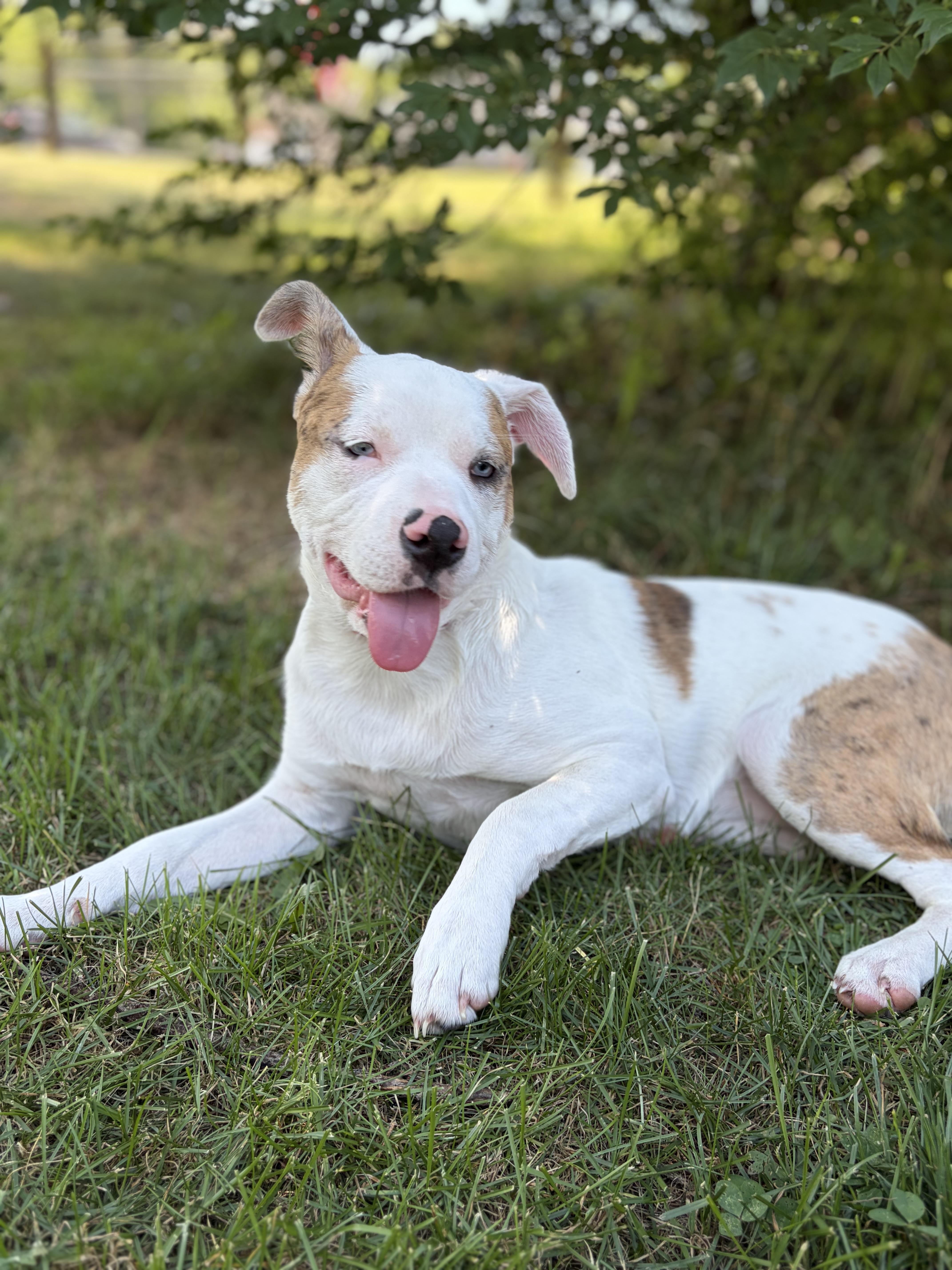 Wynn (PA) blind & deaf, ADOPTABLE, Young Female Pit Bull Terrier.