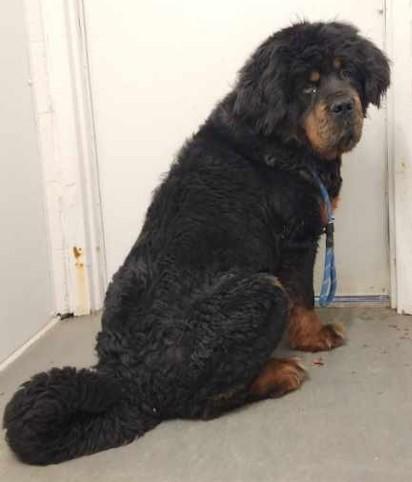 Enlarge Kong, an adopted Tibetan Mastiff in Butte, MT image 1/1