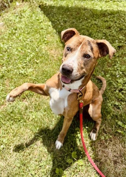 Enlarge Bandit, a Adoptable mixed breed in Madison, NJ image 3/3