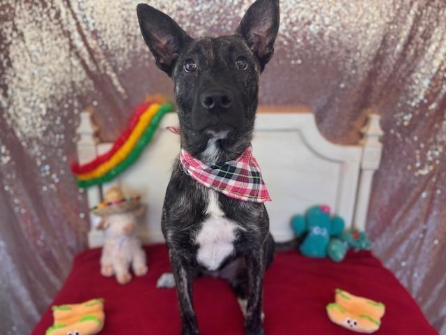 FINLEY, Adoptable, Young Female Dutch Shepherd & Mixed Breed.