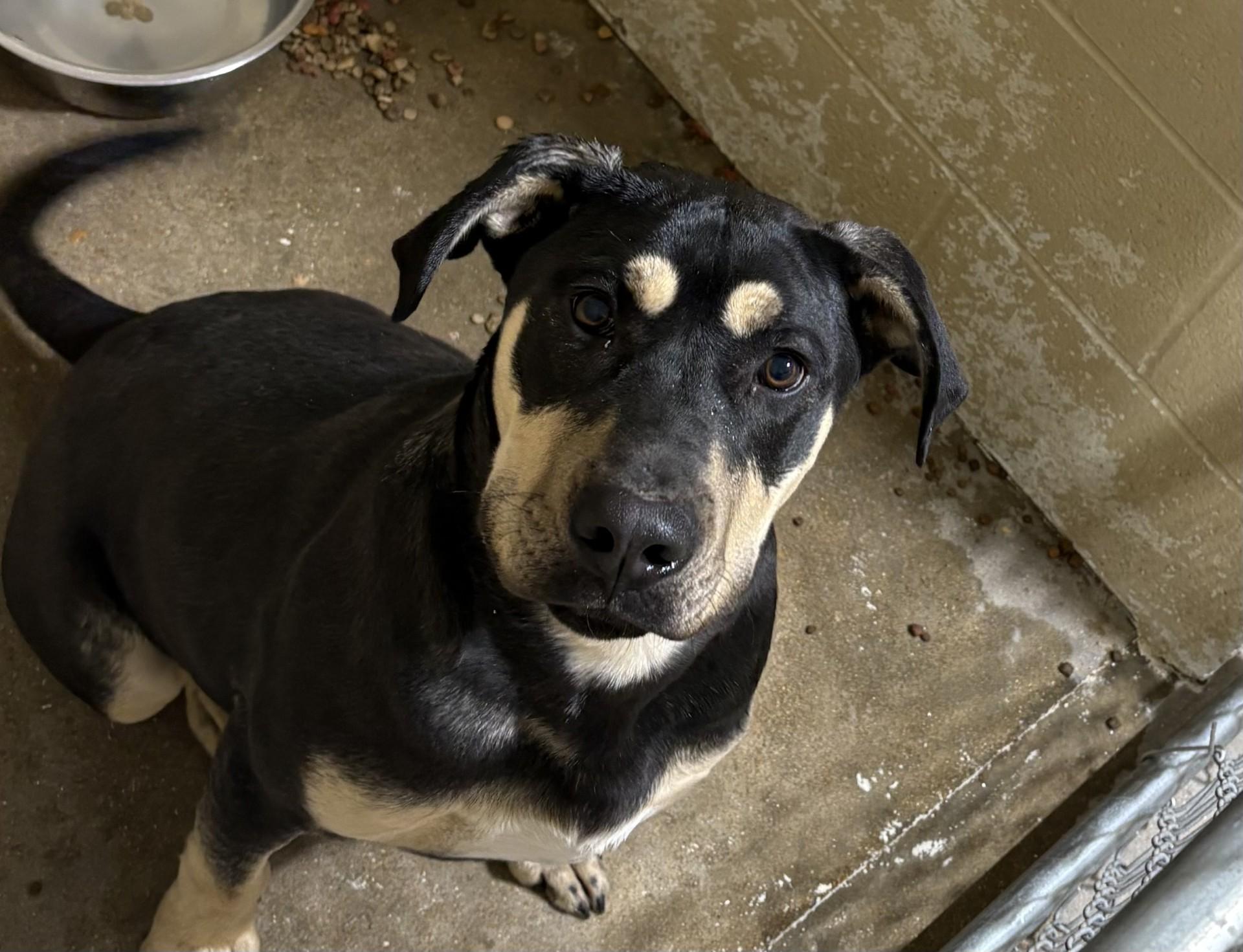 Enlarge ROOSTER, a ADOPTABLE Mixed Breed in Paris , TN image 1/1