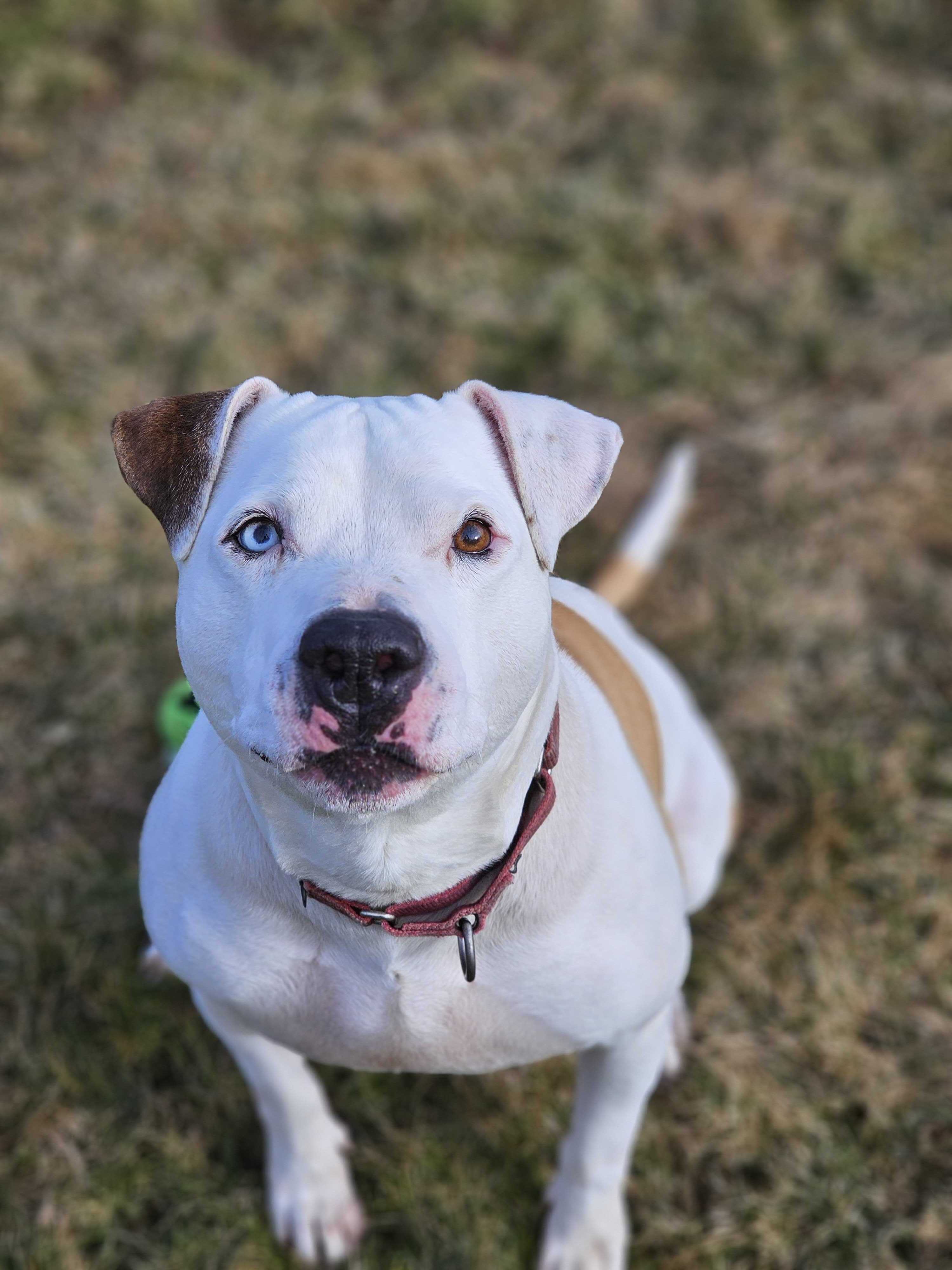 Enlarge Bubba, a Adoptable mixed breed in Montrose, PA image 9/11