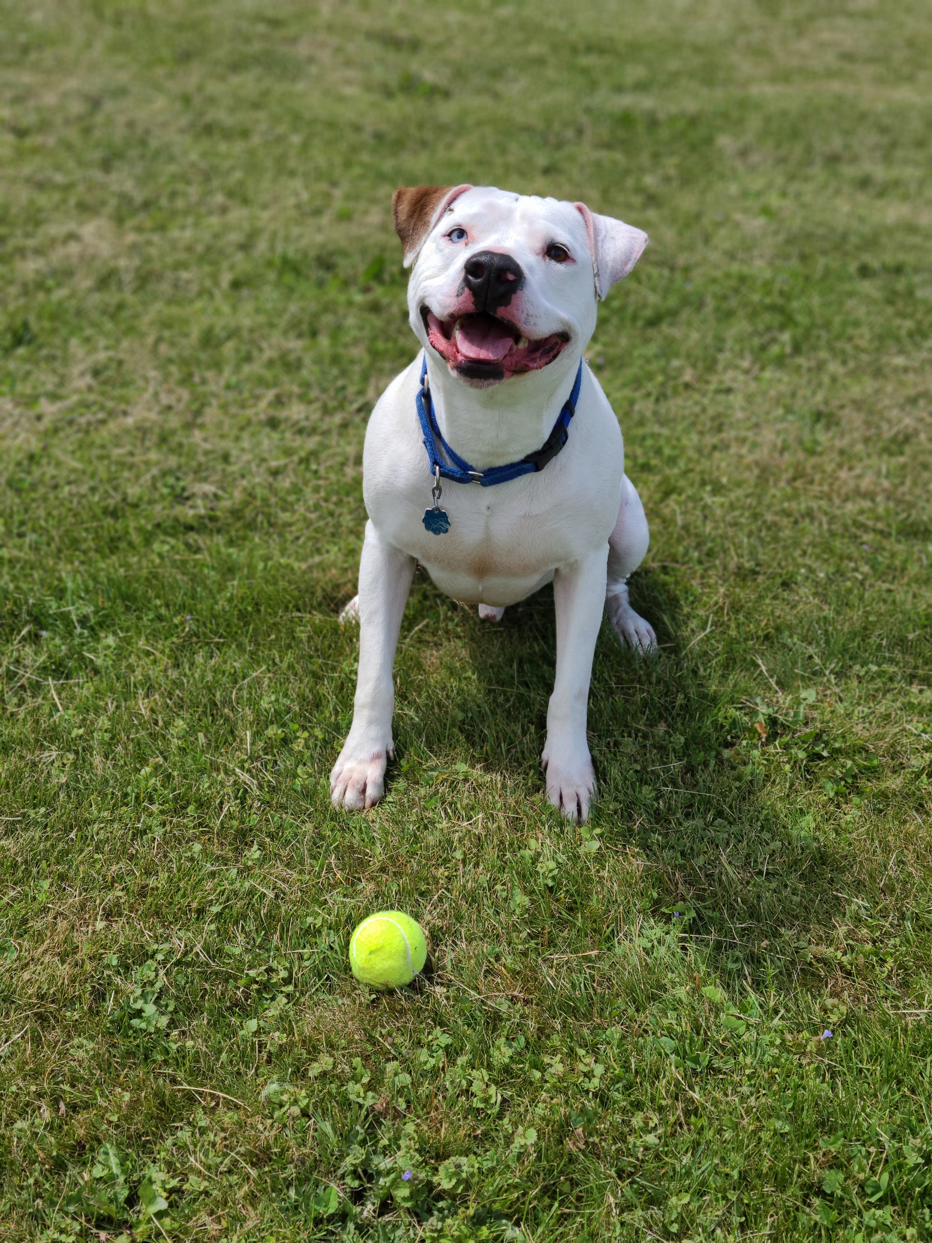 Enlarge Bubba, a Adoptable mixed breed in Montrose, PA image 10/11