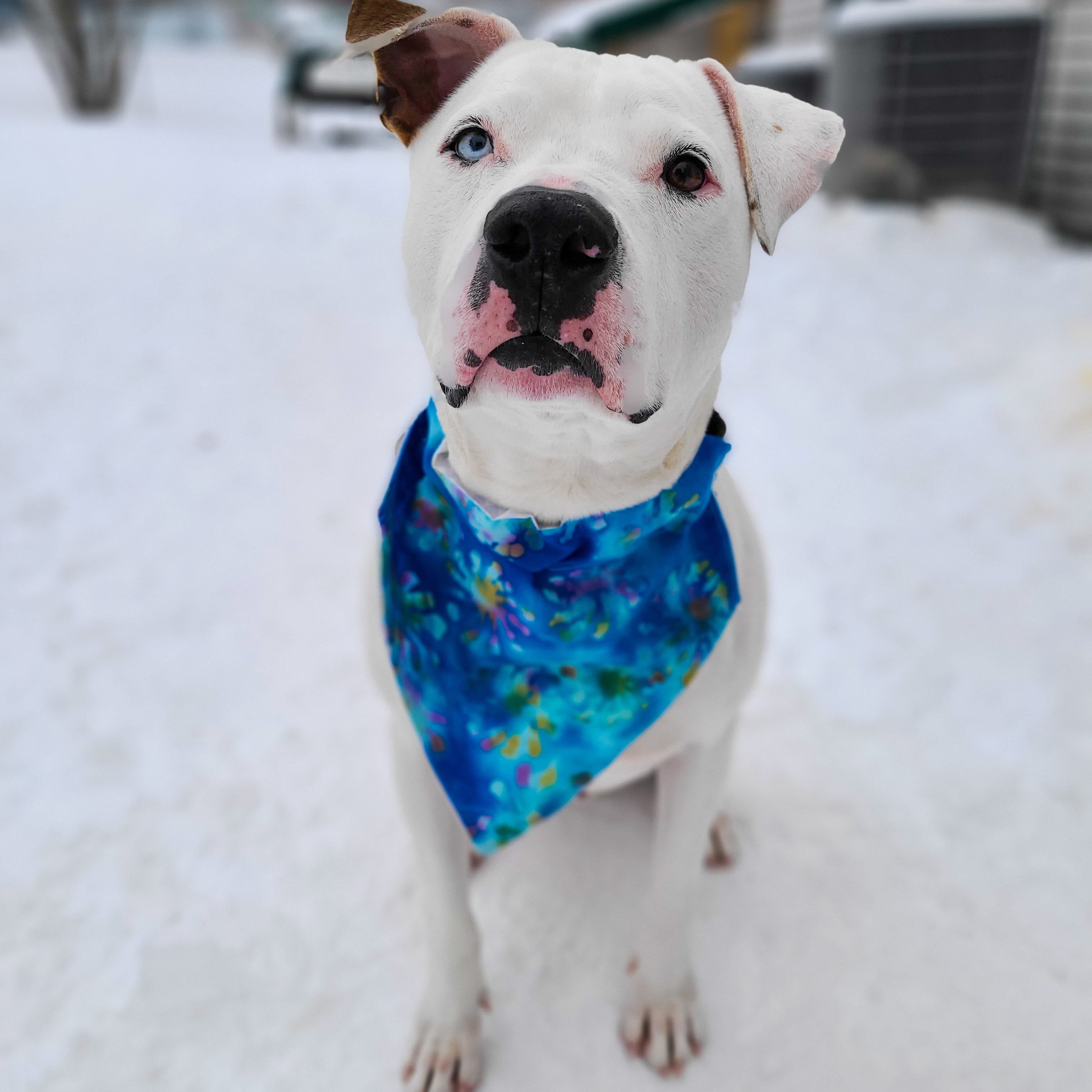 Enlarge Bubba, a Adoptable mixed breed in Montrose, PA image 11/11