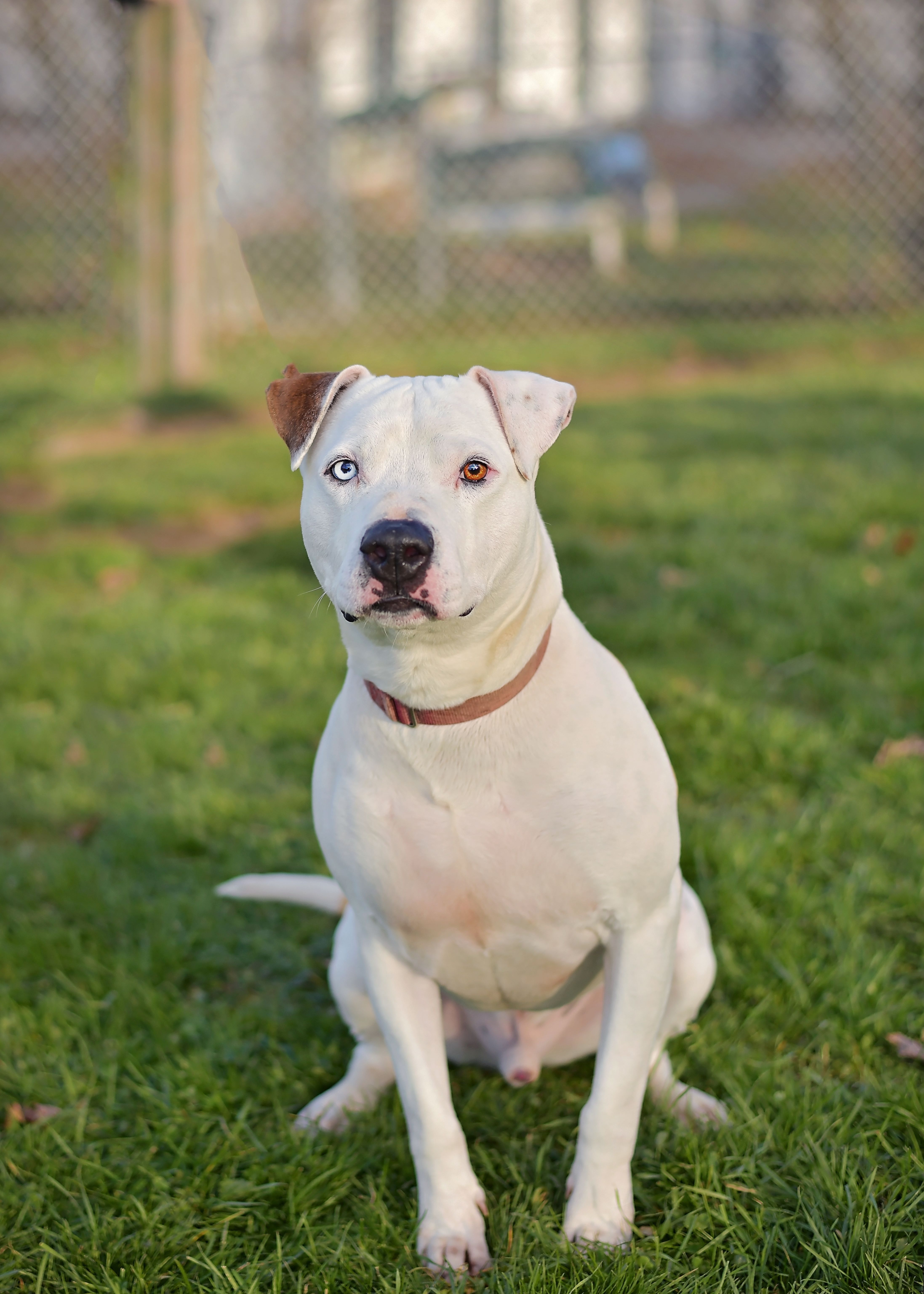 Bubba, a Adoptable mixed breed in Montrose, PA image 1/11
