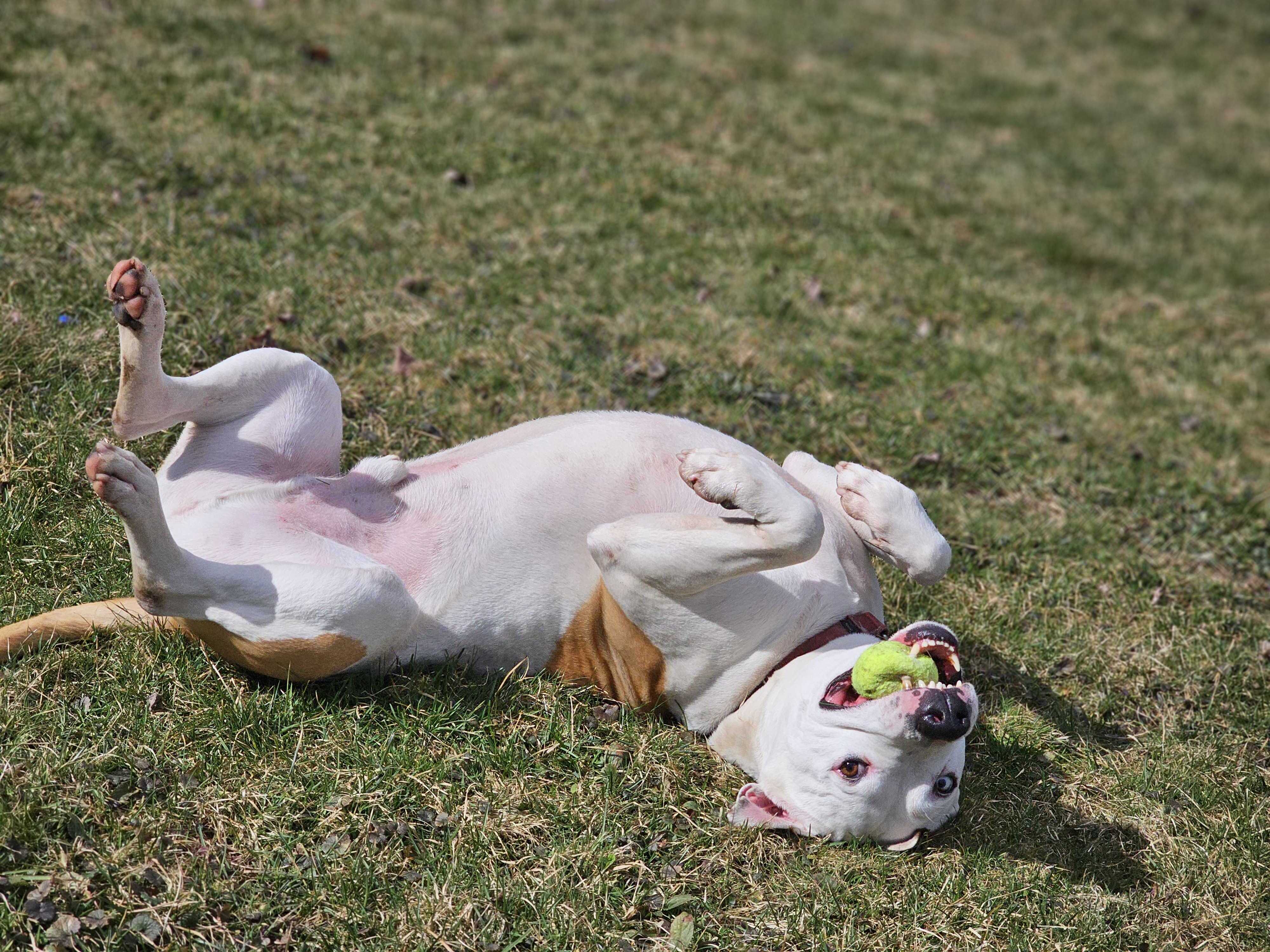 Enlarge Bubba, a Adoptable mixed breed in Montrose, PA image 8/11