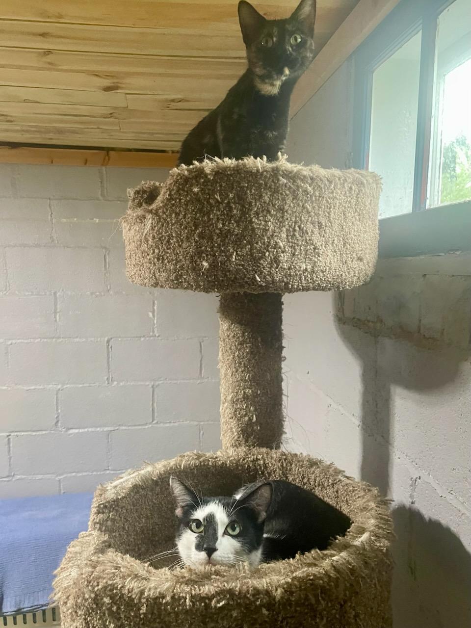 Nola & Maggie, ADOPTABLE, Young Female Tortoiseshell & Domestic Short Hair.