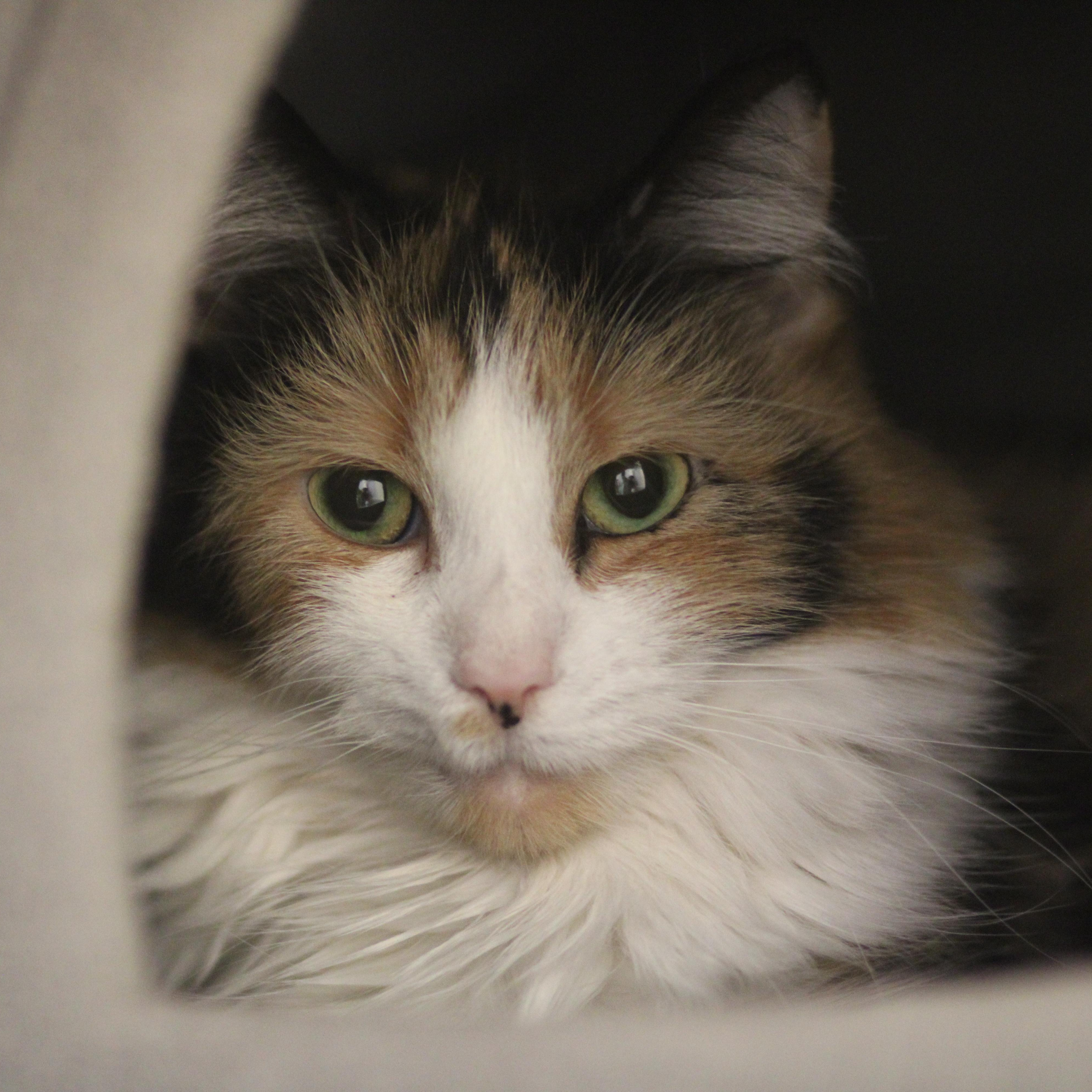 Enlarge Cher, a ADOPTABLE Domestic Medium Hair in Cooperstown, NY image 2/3