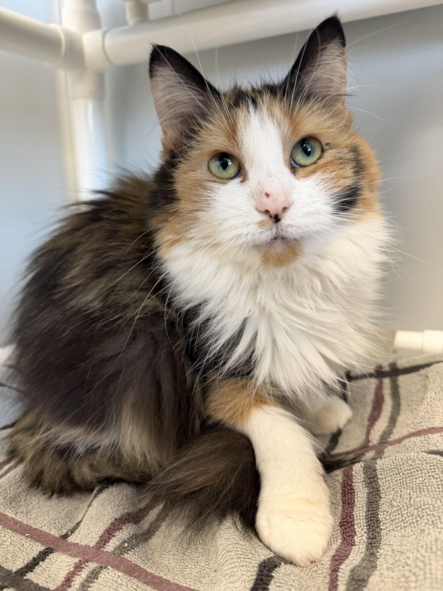 Cher, ADOPTABLE, Senior Female Domestic Medium Hair.