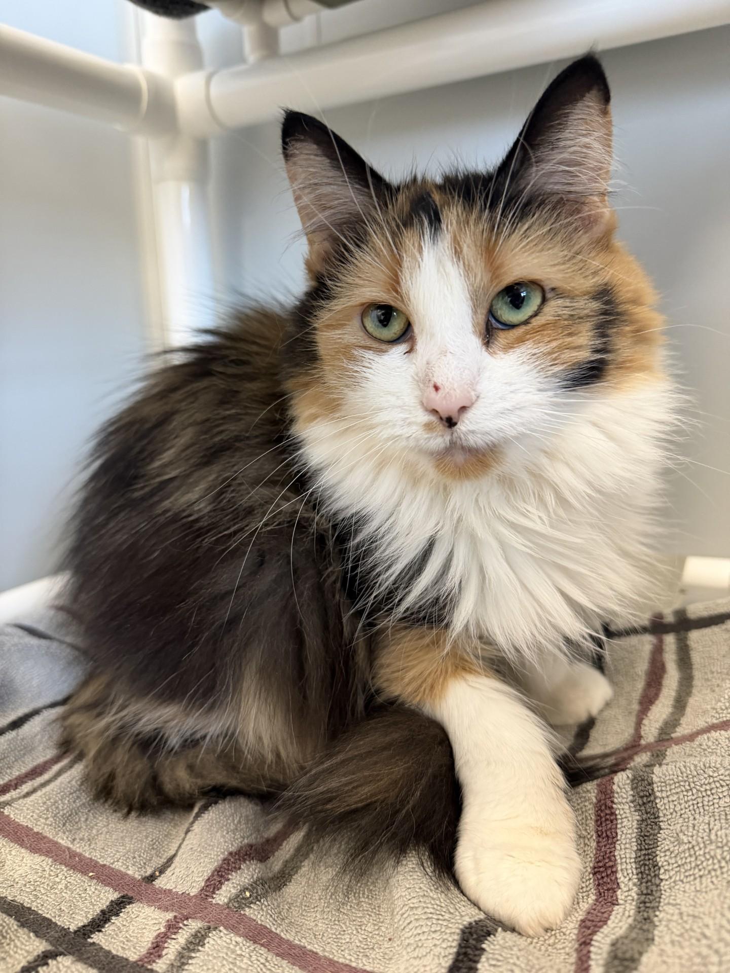 Enlarge Cher, a ADOPTABLE Domestic Medium Hair in Cooperstown, NY image 3/3