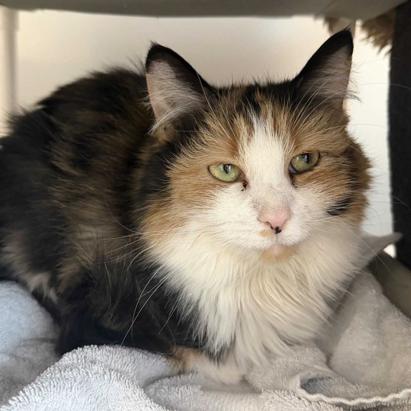 Enlarge Cher, a ADOPTABLE Domestic Medium Hair in Cooperstown, NY image 3/3