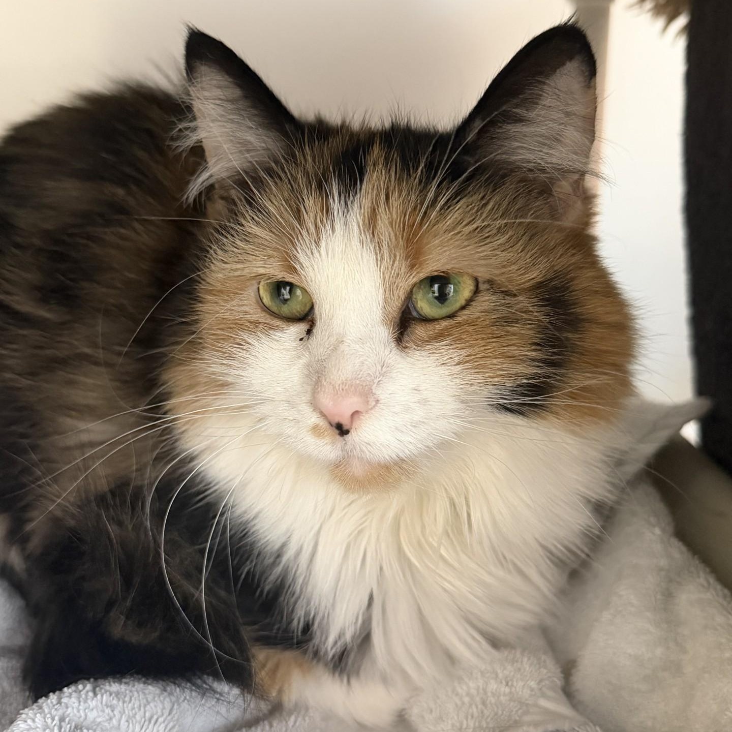 Enlarge Cher, a ADOPTABLE Domestic Medium Hair in Cooperstown, NY image 1/3