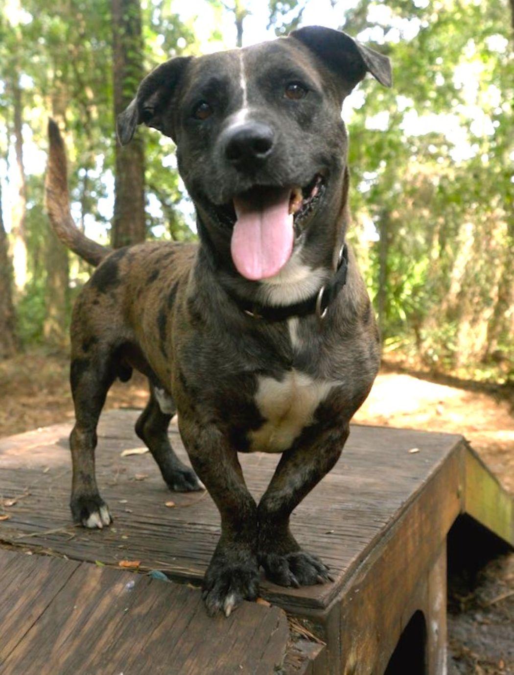 Enlarge Nugget, a Adoptable mixed breed in Savannah, GA image 2/6