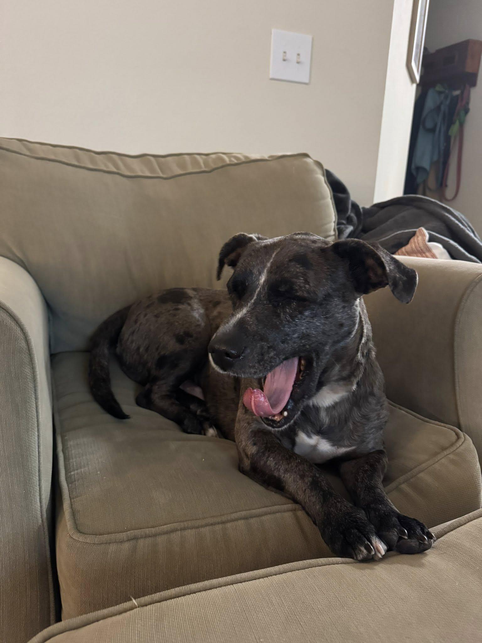 Enlarge Nugget, a Adoptable mixed breed in Savannah, GA image 3/6
