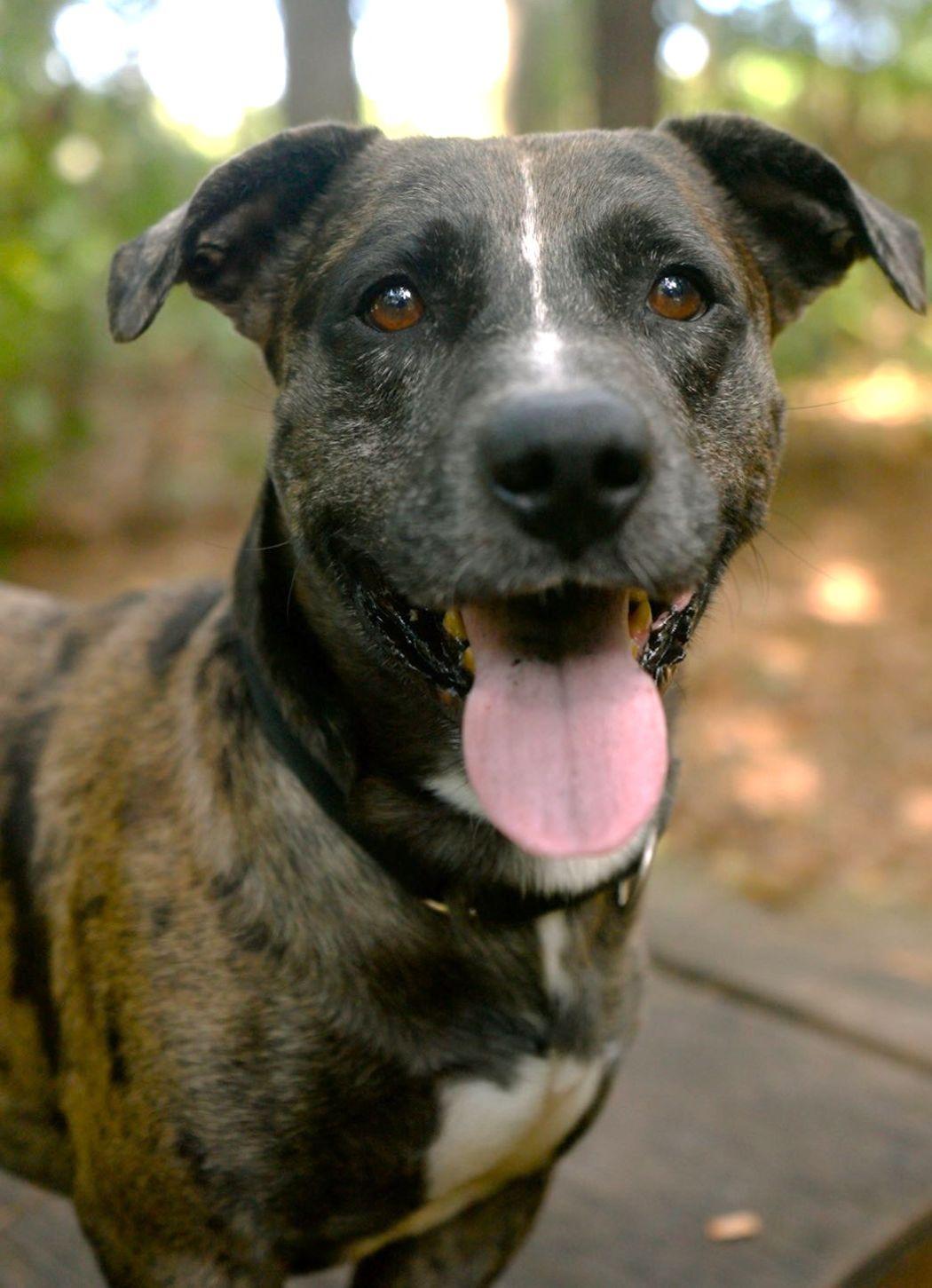 Enlarge Nugget, a Adoptable mixed breed in Savannah, GA image 4/6