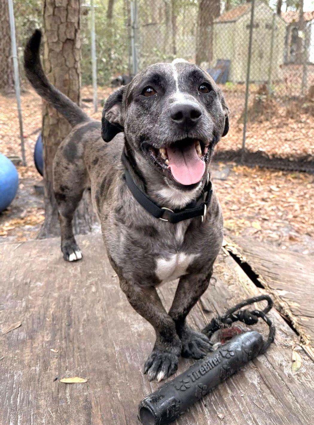 Enlarge Nugget, a Adoptable mixed breed in Savannah, GA image 5/6