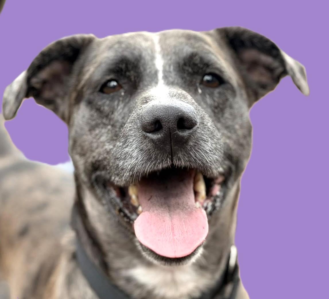 Nugget, Adoptable, Adult Male Basset Hound & Catahoula Leopard Dog.