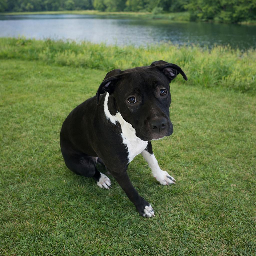 Enlarge Vency 26-0143, a Adoptable Mixed Breed in Yanceyville, NC image 1/1