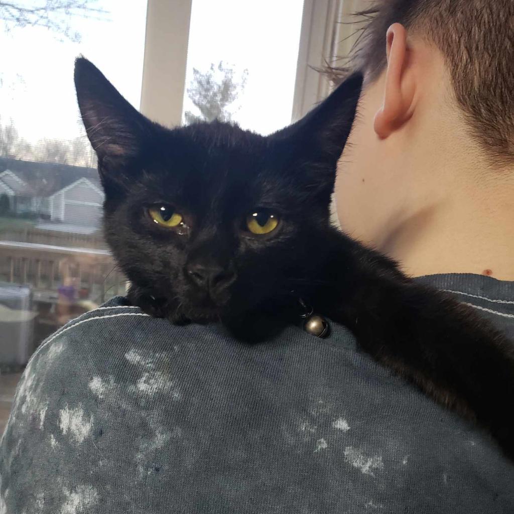 Enlarge Draugr, a Adoptable Domestic Short Hair in Greenwood, MO image 2/2