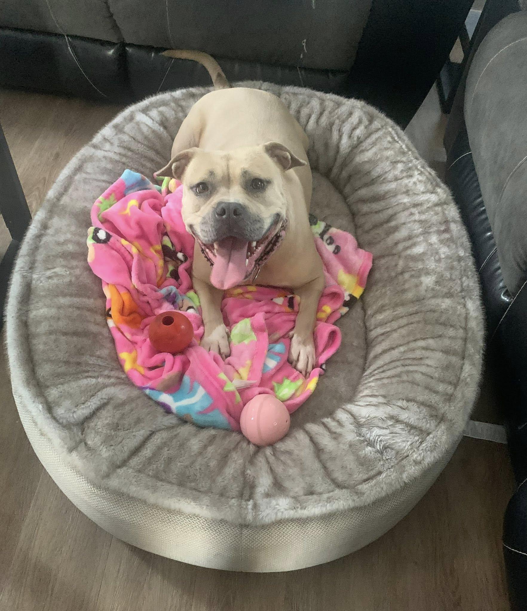 Enlarge Kalani, a Adoptable Pit Bull Terrier in Niles, IL image 1/1