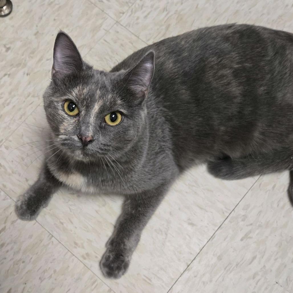 Khadija, Adoptable, Young Female Domestic Short Hair.