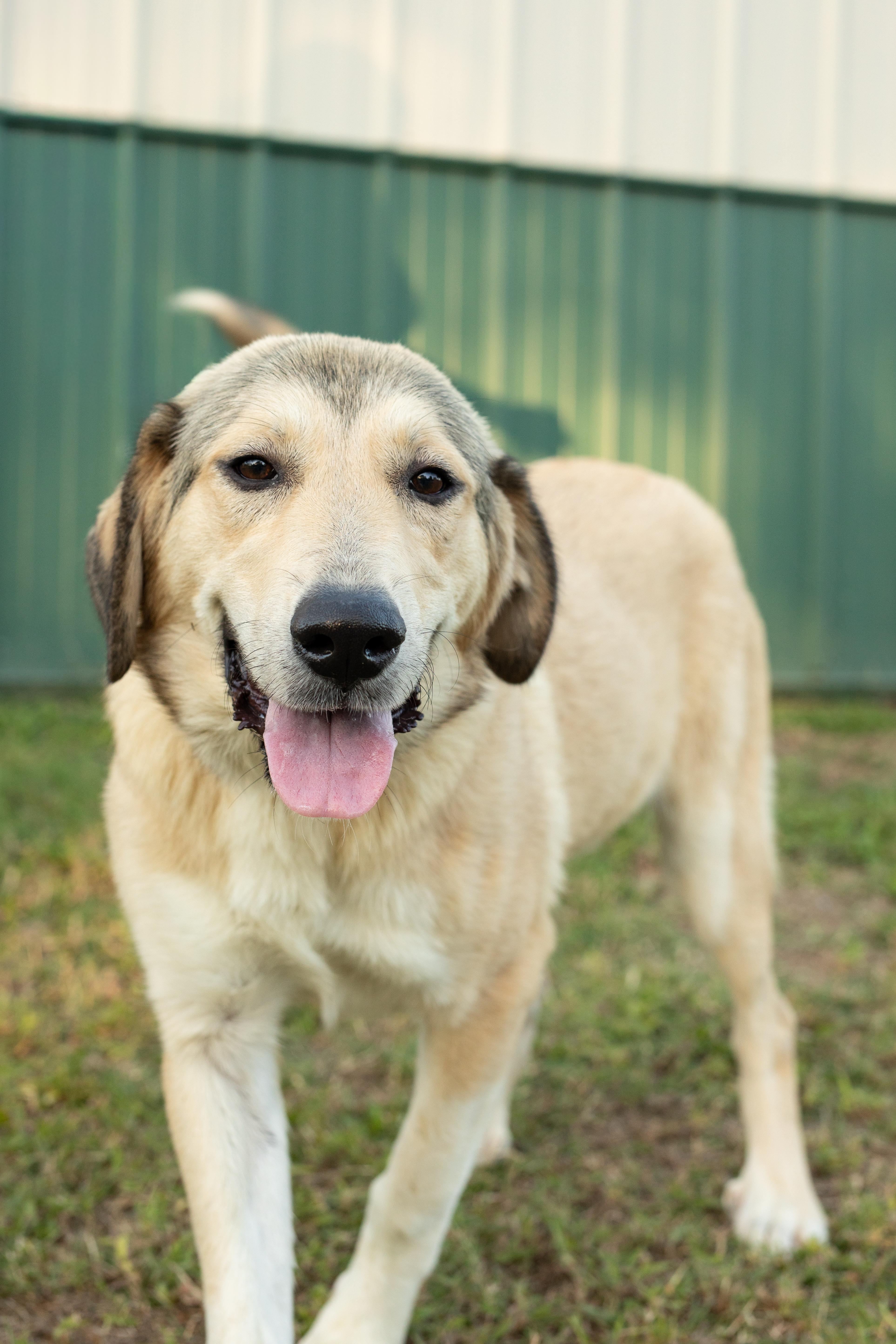 Delilah, Adoptable, Young Female Great Pyrenees.