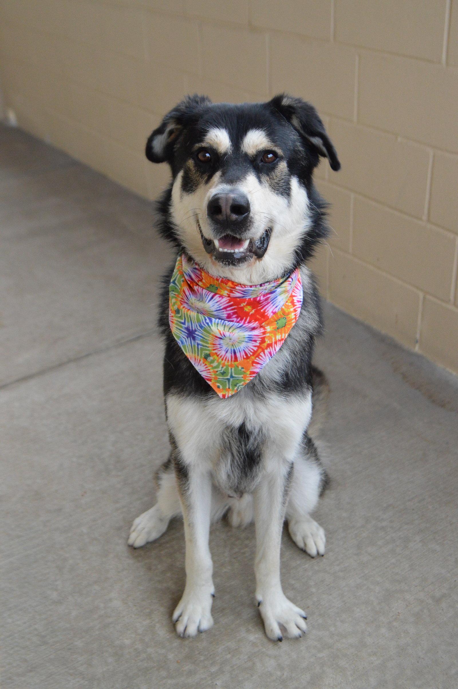 Neo, Adoptable, Young Male Husky.