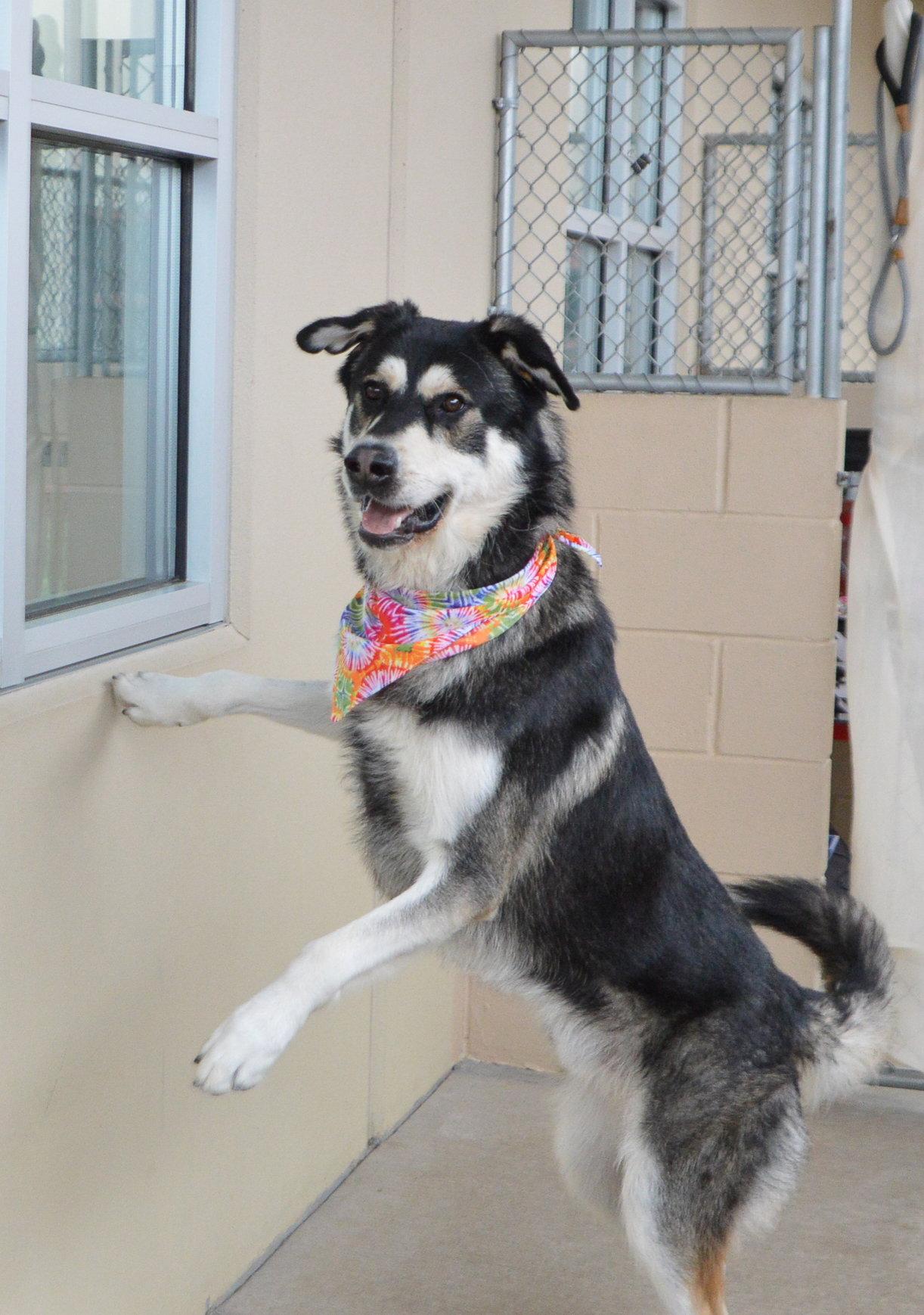 Enlarge Neo, a Adoptable Husky in McKinney, TX image 2/3