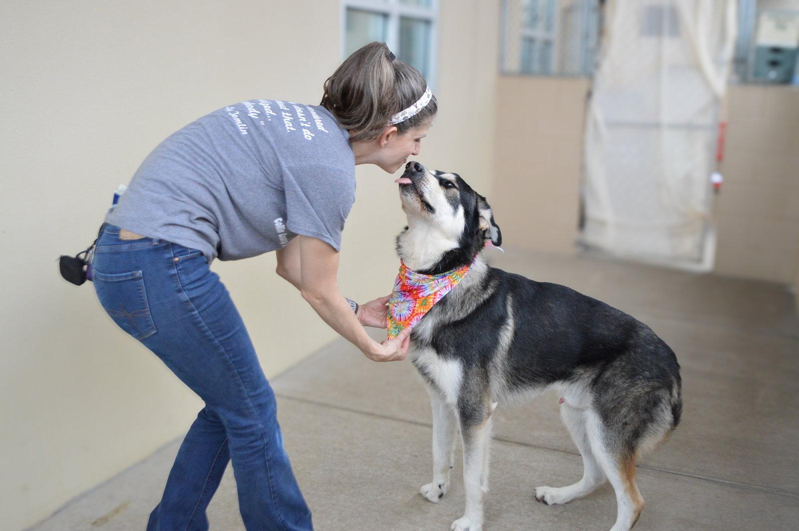 Enlarge Neo, a Adoptable Husky in McKinney, TX image 3/3